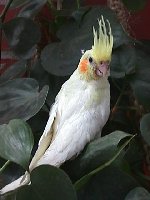 Eufemia, ave de jaula.