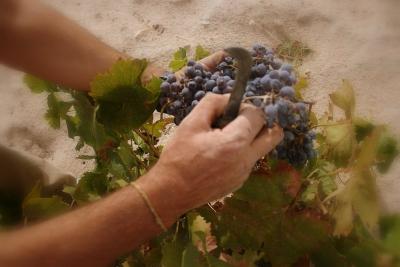 Sentimiento campesino